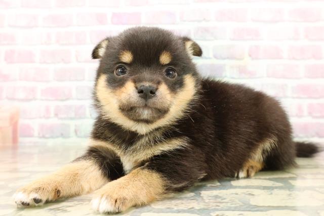 東京都のチワ柴/柴チワ/チワシバ(チワワ×柴) (Coo&RIKU中野サンモール店/2025年9月23日生まれ/女の子/黒)の子犬の2枚目の画像