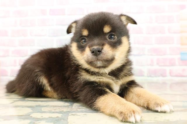 東京都のチワ柴/柴チワ/チワシバ(チワワ×柴) (Coo&RIKU中野サンモール店/2025年9月23日生まれ/女の子/黒)の子犬の3枚目の画像