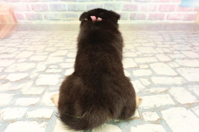 東京都のチワ柴/柴チワ/チワシバ(チワワ×柴) (Coo&RIKU中野サンモール店/2025年9月23日生まれ/女の子/黒)の子犬の4枚目の画像