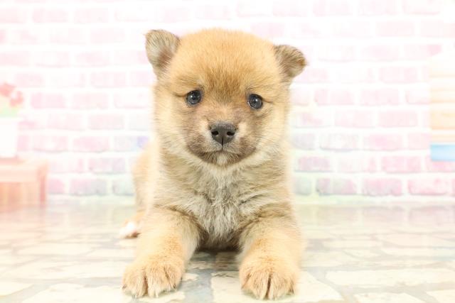 静岡県のポメ柴/豆ポメ/ポメ豆柴(ポメラニアン×柴犬) (Coo&RIKU富士店/2025年9月23日生まれ/女の子/オレンジ)の子犬の1枚目の画像