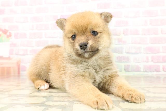 静岡県のポメ柴/豆ポメ/ポメ豆柴(ポメラニアン×柴犬) (Coo&RIKU富士店/2025年9月23日生まれ/女の子/オレンジ)の子犬の3枚目の画像