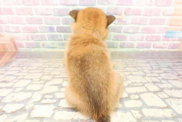 静岡県のポメ柴/豆ポメ/ポメ豆柴(ポメラニアン×柴犬) (Coo&RIKU富士店/2025年9月23日生まれ/女の子/オレンジ)の子犬の4枚目の画像