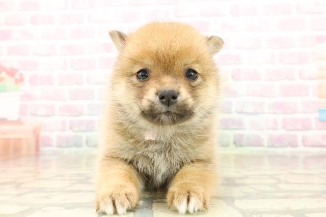 東京都のポメ柴/豆ポメ/ポメ豆柴(ポメラニアン×柴犬) (Coo&RIKU自由が丘店/2025年9月23日生まれ/女の子/オレンジ)の子犬