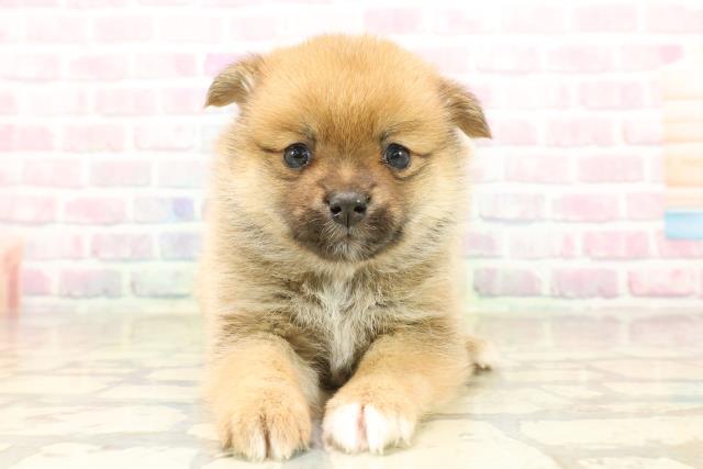 東京都のポメ柴/豆ポメ/ポメ豆柴(ポメラニアン×柴犬) (Coo&RIKU新宿三丁目店/2025年9月23日生まれ/女の子/オレンジ)の子犬