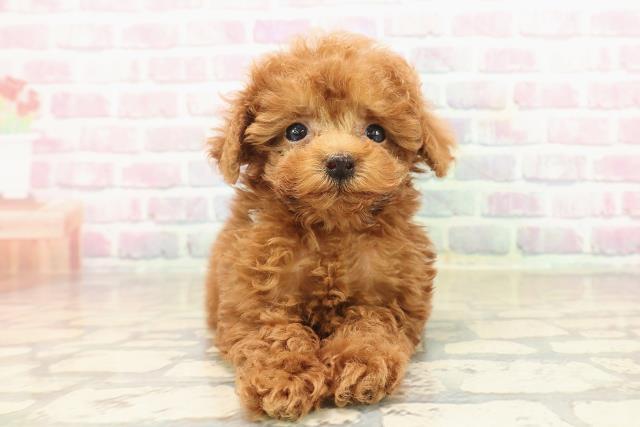 東京都のトイプードル(トイ) (Coo&RIKU武蔵小山店/2025年9月15日生まれ/男の子/レッド)の子犬の1枚目の画像