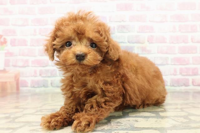 東京都のトイプードル(トイ) (Coo&RIKU武蔵小山店/2025年9月15日生まれ/男の子/レッド)の子犬の2枚目の画像