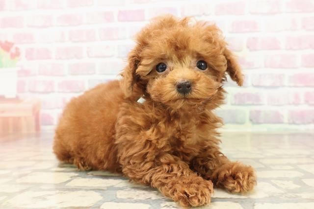 東京都のトイプードル(トイ) (Coo&RIKU武蔵小山店/2025年9月15日生まれ/男の子/レッド)の子犬の3枚目の画像