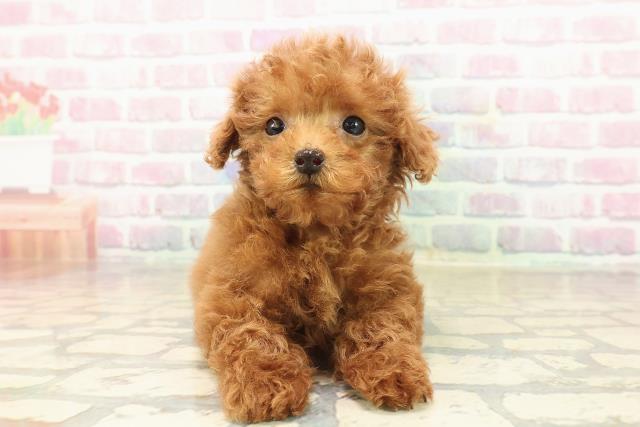 静岡県のトイプードル(トイ) (Coo&RIKU静岡SBS通り店/2025年9月15日生まれ/女の子/レッド)の子犬