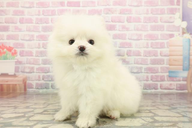 東京都のポメラニアン (Coo&RIKU新宿三丁目店/2025年9月23日生まれ/男の子/クリーム)の子犬の2枚目の画像