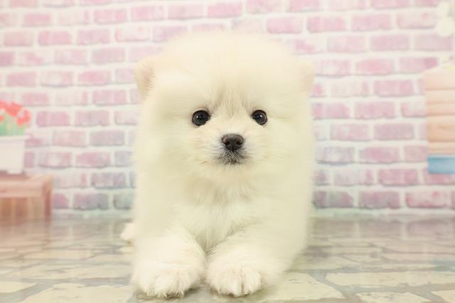 東京都のポメラニアン (Coo&RIKU中野サンモール店/2025年9月23日生まれ/女の子/クリーム)の子犬の1枚目の画像