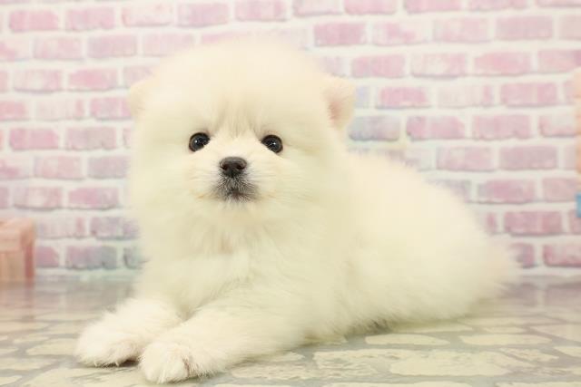 東京都のポメラニアン (Coo&RIKU中野サンモール店/2025年9月23日生まれ/女の子/クリーム)の子犬の2枚目の画像