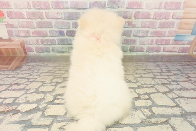 東京都のポメラニアン (Coo&RIKU中野サンモール店/2025年9月23日生まれ/女の子/クリーム)の子犬の4枚目の画像