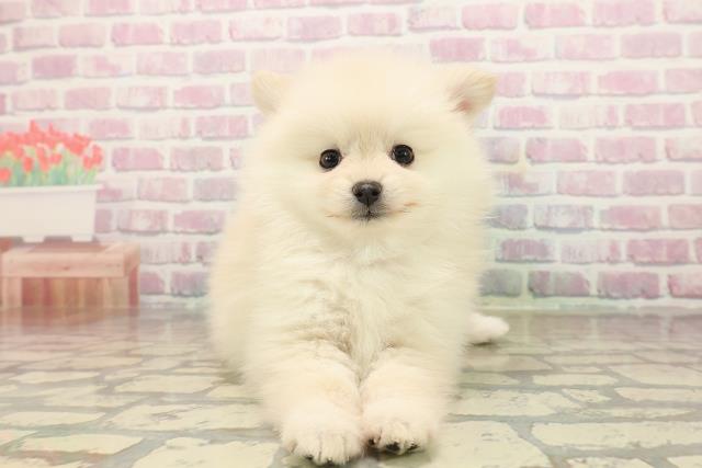 埼玉県のポメラニアン (Coo&RIKU春日部店/2025年9月16日生まれ/女の子/クリーム)の子犬の1枚目の画像