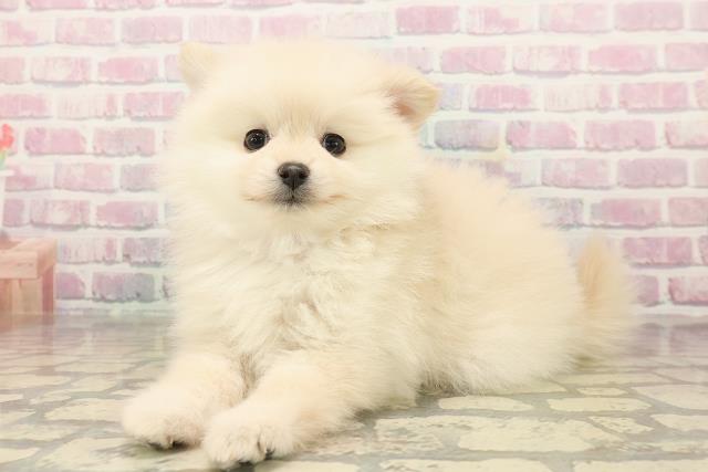 埼玉県のポメラニアン (Coo&RIKU春日部店/2025年9月16日生まれ/女の子/クリーム)の子犬の2枚目の画像