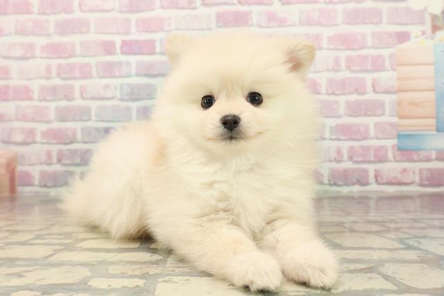 埼玉県のポメラニアン (Coo&RIKU春日部店/2025年9月16日生まれ/女の子/クリーム)の子犬の3枚目の画像