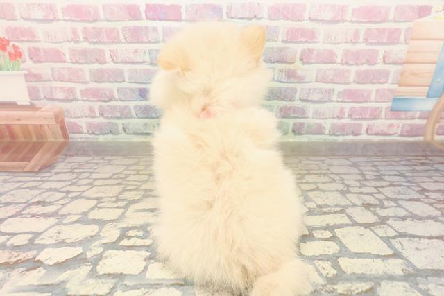 埼玉県のポメラニアン (Coo&RIKU春日部店/2025年9月16日生まれ/女の子/クリーム)の子犬の4枚目の画像