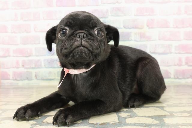 東京都のパグ (Coo&RIKU武蔵小山店/2025年9月14日生まれ/女の子/ブラック)の子犬の2枚目の画像