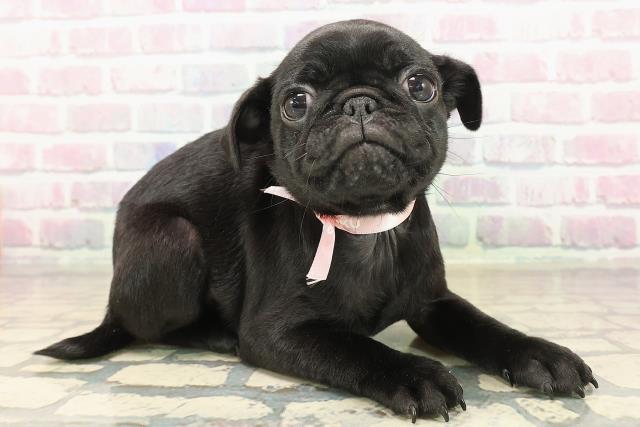 東京都のパグ (Coo&RIKU武蔵小山店/2025年9月14日生まれ/女の子/ブラック)の子犬の3枚目の画像