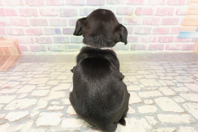 東京都のパグ (Coo&RIKU武蔵小山店/2025年9月14日生まれ/女の子/ブラック)の子犬の4枚目の画像