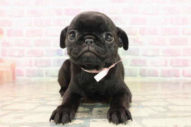 東京都のパグ (Coo&RIKU中野サンモール店/2025年9月14日生まれ/女の子/ブラック)の子犬
