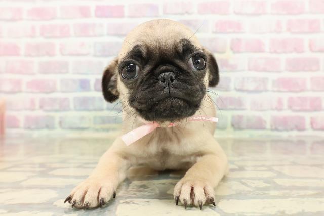 東京都のパグ (Coo&RIKU新小岩店/2025年9月14日生まれ/女の子/フォーン)の子犬の1枚目の画像