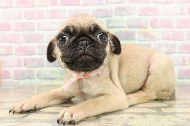 東京都のパグ (Coo&RIKU新小岩店/2025年9月14日生まれ/女の子/フォーン)の子犬の2枚目の画像