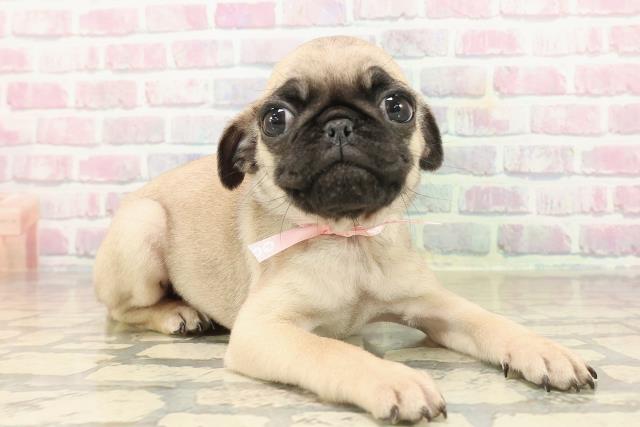 東京都のパグ (Coo&RIKU新小岩店/2025年9月14日生まれ/女の子/フォーン)の子犬の3枚目の画像