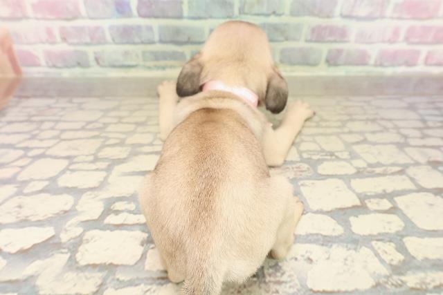 東京都のパグ (Coo&RIKU新小岩店/2025年9月14日生まれ/女の子/フォーン)の子犬の4枚目の画像