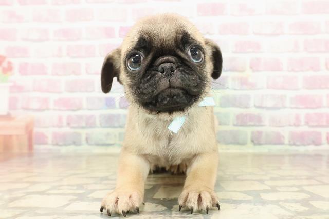 東京都のパグ (Coo&RIKU浅草店/2025年9月14日生まれ/男の子/フォーン)の子犬の1枚目の画像