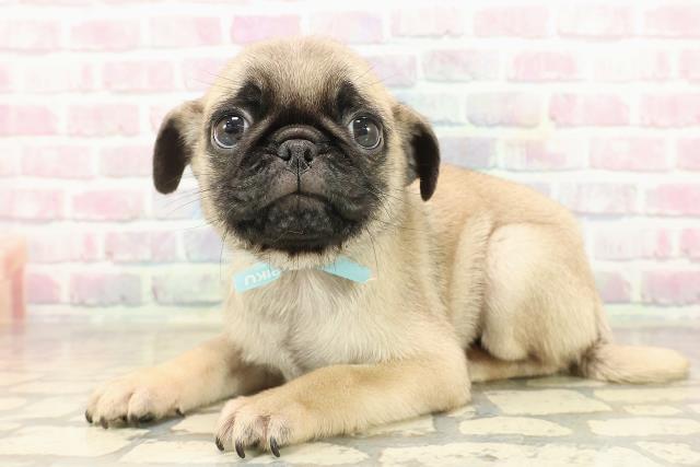 東京都のパグ (Coo&RIKU浅草店/2025年9月14日生まれ/男の子/フォーン)の子犬の2枚目の画像