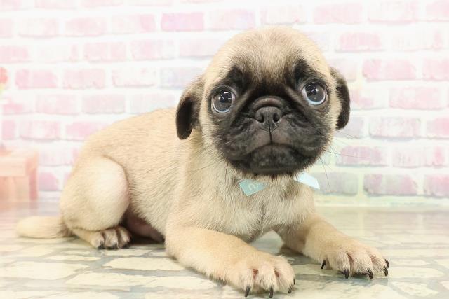 東京都のパグ (Coo&RIKU浅草店/2025年9月14日生まれ/男の子/フォーン)の子犬の3枚目の画像