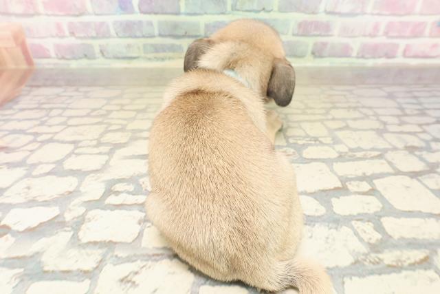 東京都のパグ (Coo&RIKU浅草店/2025年9月14日生まれ/男の子/フォーン)の子犬の4枚目の画像