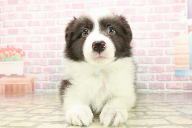 東京都のボーダーコリー (Coo&RIKU東久留米店/2025年9月10日生まれ/男の子/ブラックホワイト)の子犬の1枚目の画像