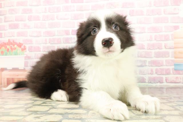 東京都のボーダーコリー (Coo&RIKU東久留米店/2025年9月10日生まれ/男の子/ブラックホワイト)の子犬の3枚目の画像