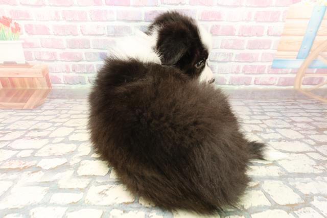 東京都のボーダーコリー (Coo&RIKU東久留米店/2025年9月10日生まれ/男の子/ブラックホワイト)の子犬の4枚目の画像