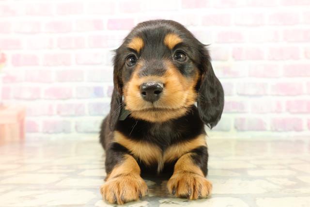 静岡県のミニチュアダックスフンド(ロング) (Coo&RIKU富士店/2025年9月22日生まれ/男の子/ブラックタン)の子犬の1枚目の画像