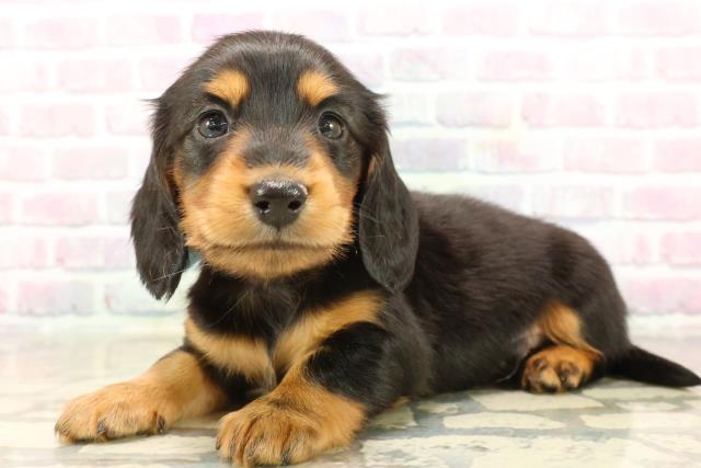 静岡県のミニチュアダックスフンド(ロング) (Coo&RIKU富士店/2025年9月22日生まれ/男の子/ブラックタン)の子犬の2枚目の画像