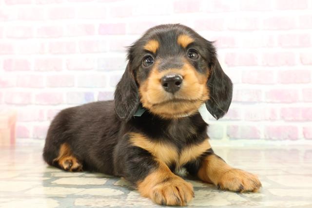 静岡県のミニチュアダックスフンド(ロング) (Coo&RIKU富士店/2025年9月22日生まれ/男の子/ブラックタン)の子犬の3枚目の画像