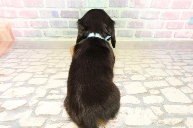 静岡県のミニチュアダックスフンド(ロング) (Coo&RIKU富士店/2025年9月22日生まれ/男の子/ブラックタン)の子犬の4枚目の画像