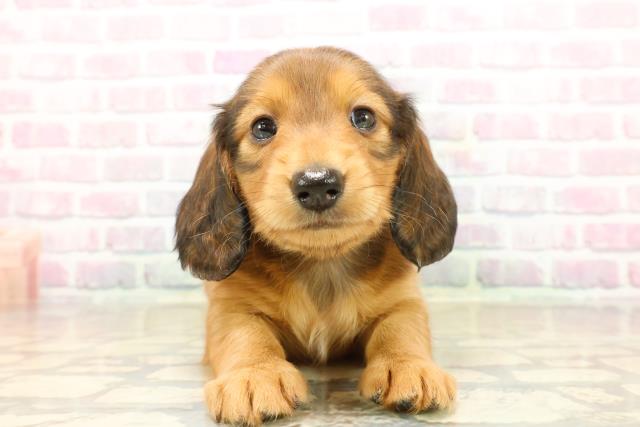 千葉県のミニチュアダックスフンド(ロング) (Coo&RIKU流山店/2025年9月22日生まれ/男の子/レッド)の子犬の1枚目の画像