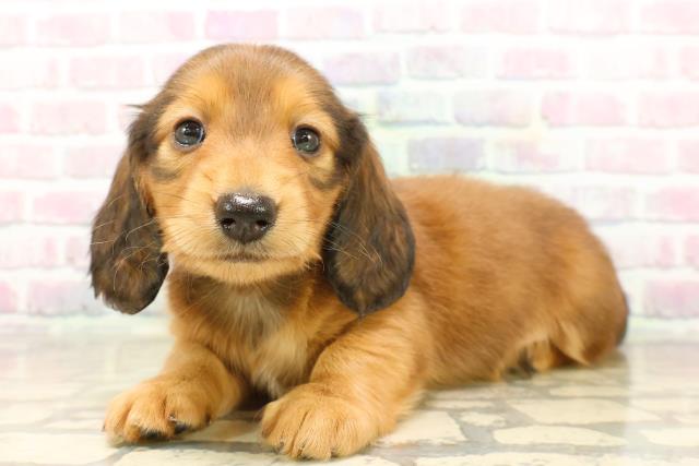 千葉県のミニチュアダックスフンド(ロング) (Coo&RIKU流山店/2025年9月22日生まれ/男の子/レッド)の子犬の2枚目の画像