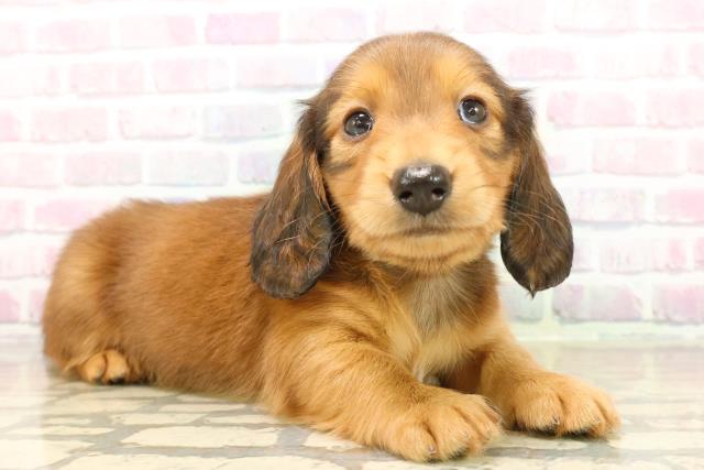 千葉県のミニチュアダックスフンド(ロング) (Coo&RIKU流山店/2025年9月22日生まれ/男の子/レッド)の子犬の3枚目の画像