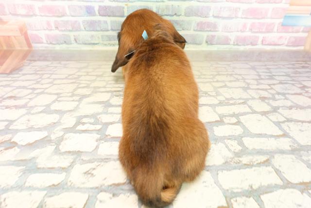 千葉県のミニチュアダックスフンド(ロング) (Coo&RIKU流山店/2025年9月22日生まれ/男の子/レッド)の子犬の4枚目の画像