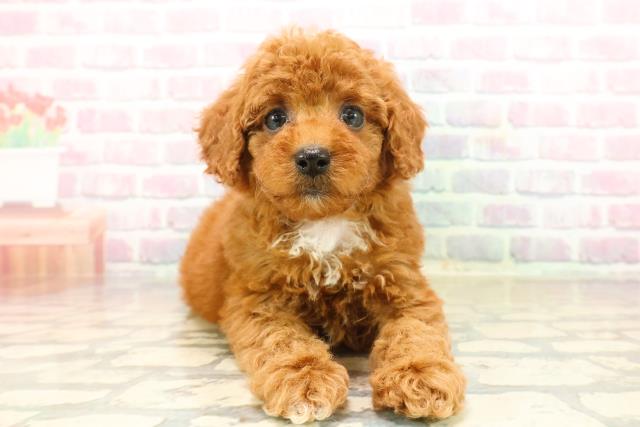 静岡県のトイプードル(トイ) (Coo&RIKU静岡SBS通り店/2025年9月21日生まれ/女の子/レッド)の子犬