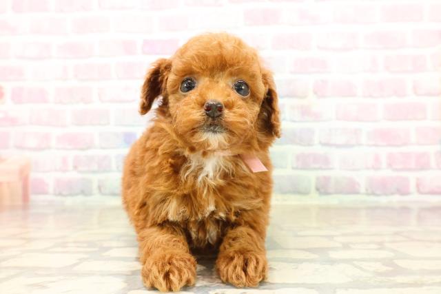 神奈川県のトイプードル(トイ) (Coo&RIKUパウ川崎店/2025年9月22日生まれ/女の子/レッド)の子犬