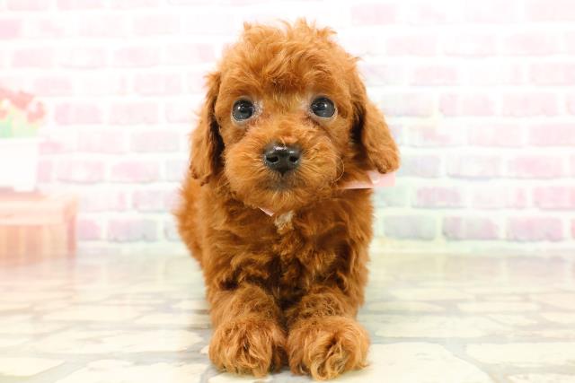 東京都のトイプードル(トイ) (Coo&RIKU足立本店/2025年9月22日生まれ/女の子/レッド)の子犬
