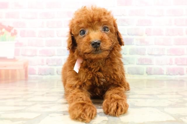 埼玉県のトイプードル(トイ) (Coo&RIKU所沢店/2025年9月22日生まれ/女の子/レッド)の子犬の1枚目の画像