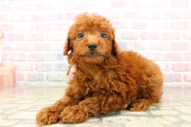 埼玉県のトイプードル(トイ) (Coo&RIKU所沢店/2025年9月22日生まれ/女の子/レッド)の子犬の2枚目の画像