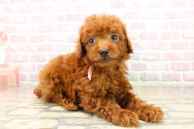 埼玉県のトイプードル(トイ) (Coo&RIKU所沢店/2025年9月22日生まれ/女の子/レッド)の子犬の3枚目の画像