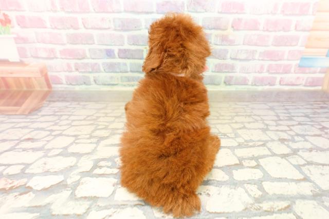 埼玉県のトイプードル(トイ) (Coo&RIKU所沢店/2025年9月22日生まれ/女の子/レッド)の子犬の4枚目の画像